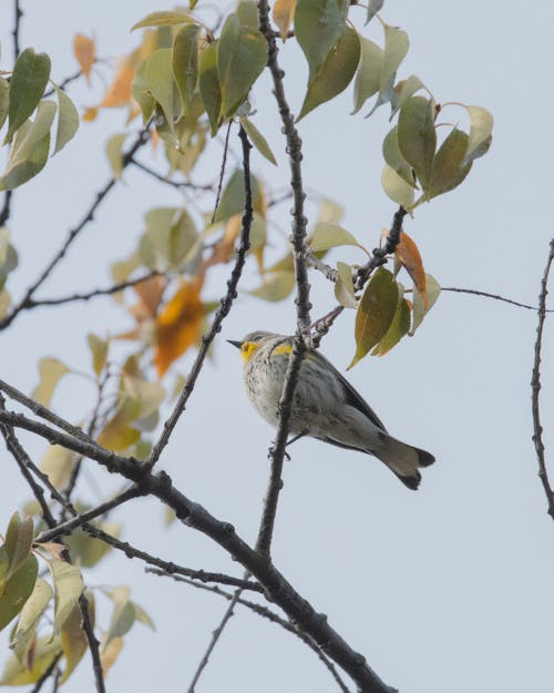 Bird Sitting on a Branch in Sunlight 