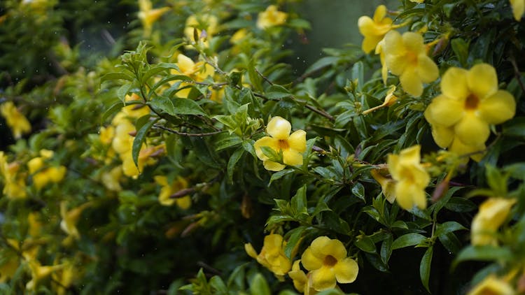 Flor De São João Yellow Flower