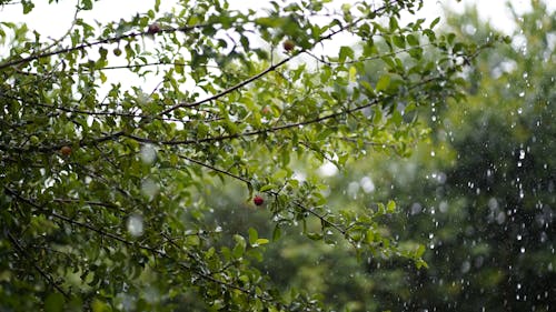 Darmowe zdjęcie z galerii z deszcz, gałęzie, krople deszczu