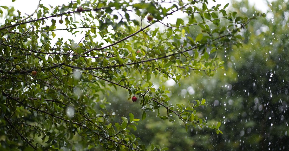 Spring Tree Rain Shrubs of a Tree During Rain · Free Stock Photo