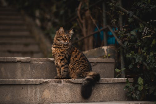 Tabby Cat Sitting on the Steps 