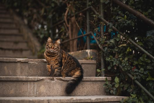 Cat Sitting on Stairs