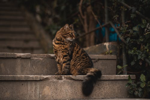 Close-up of a Tabby Cat Sitting on the Steps 