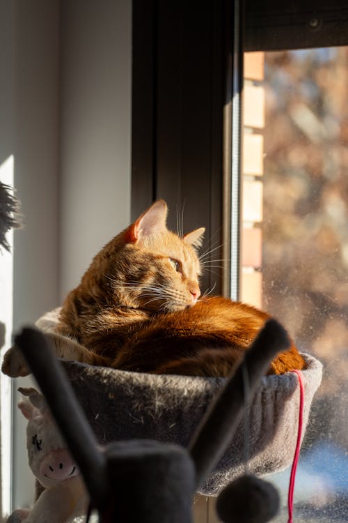 Kostenloses Stock Foto zu fenster, gucken, haustier