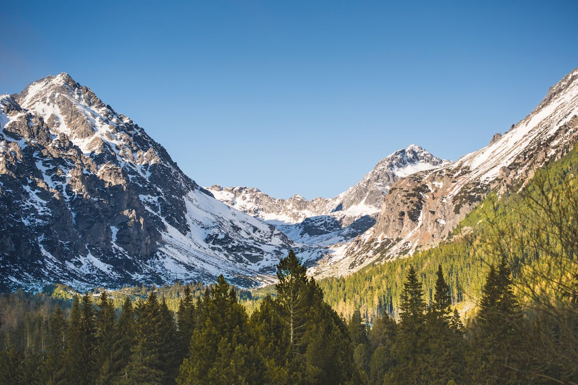 бесплатная Гора со снегом и деревьями Стоковое фото