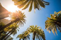 旧金山的蓝天清澈，映衬着充满活力的棕榈树，阳光普照