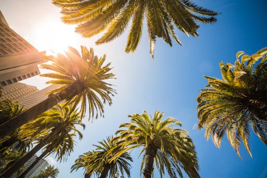旧金山的蓝天清澈，映衬着充满活力的棕榈树，阳光普照