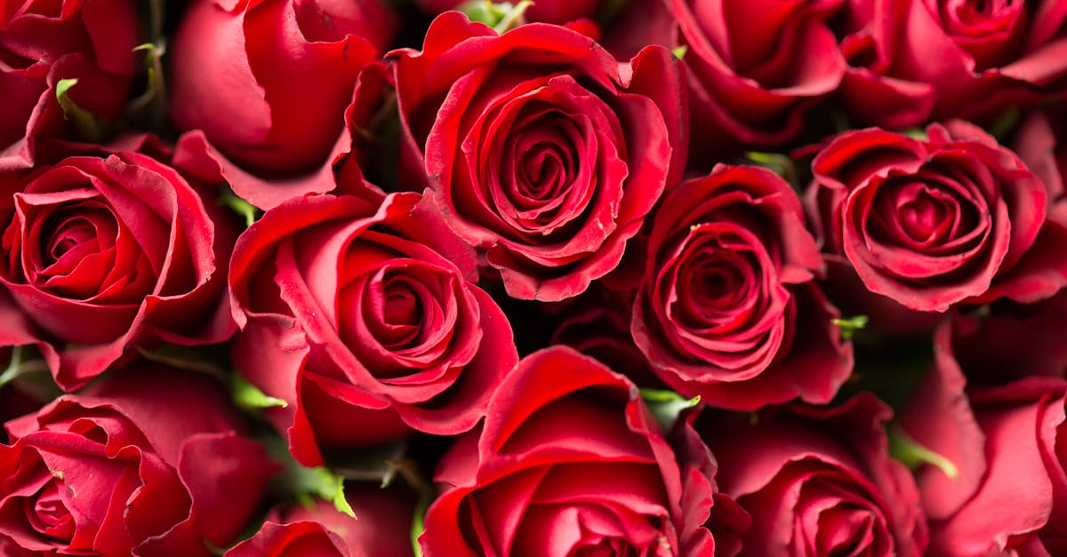 Red Roses Close Up Photography