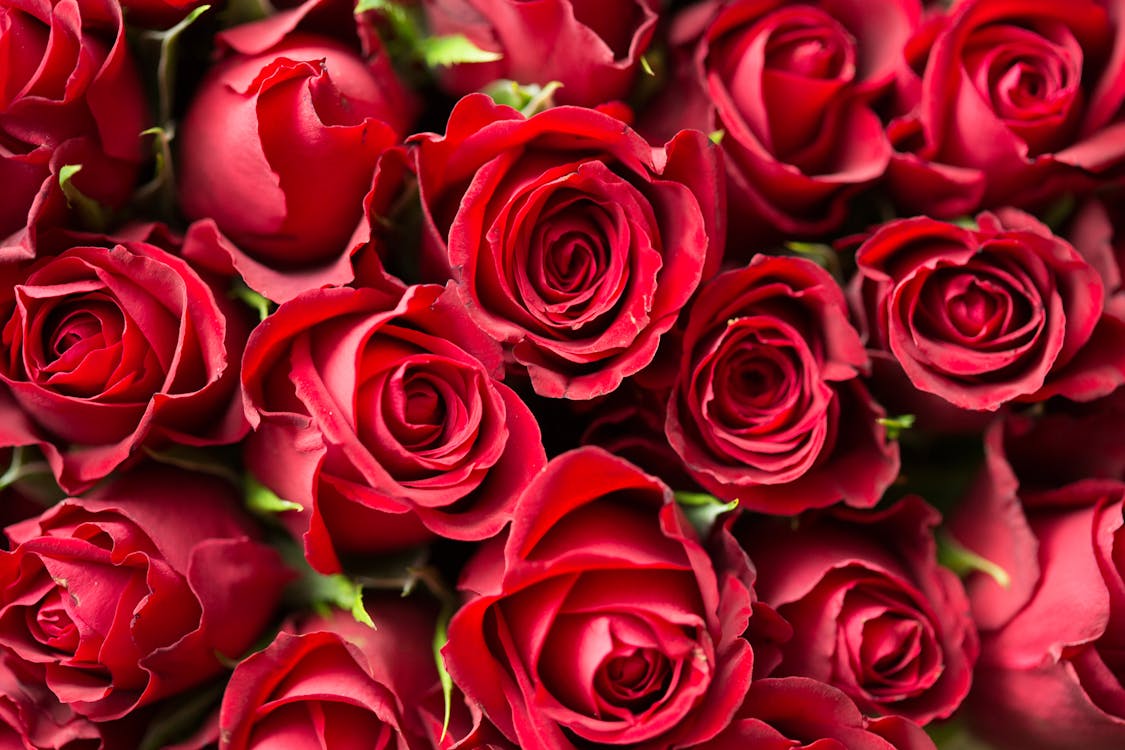 Free Red Roses Close Up Photography Stock Photo