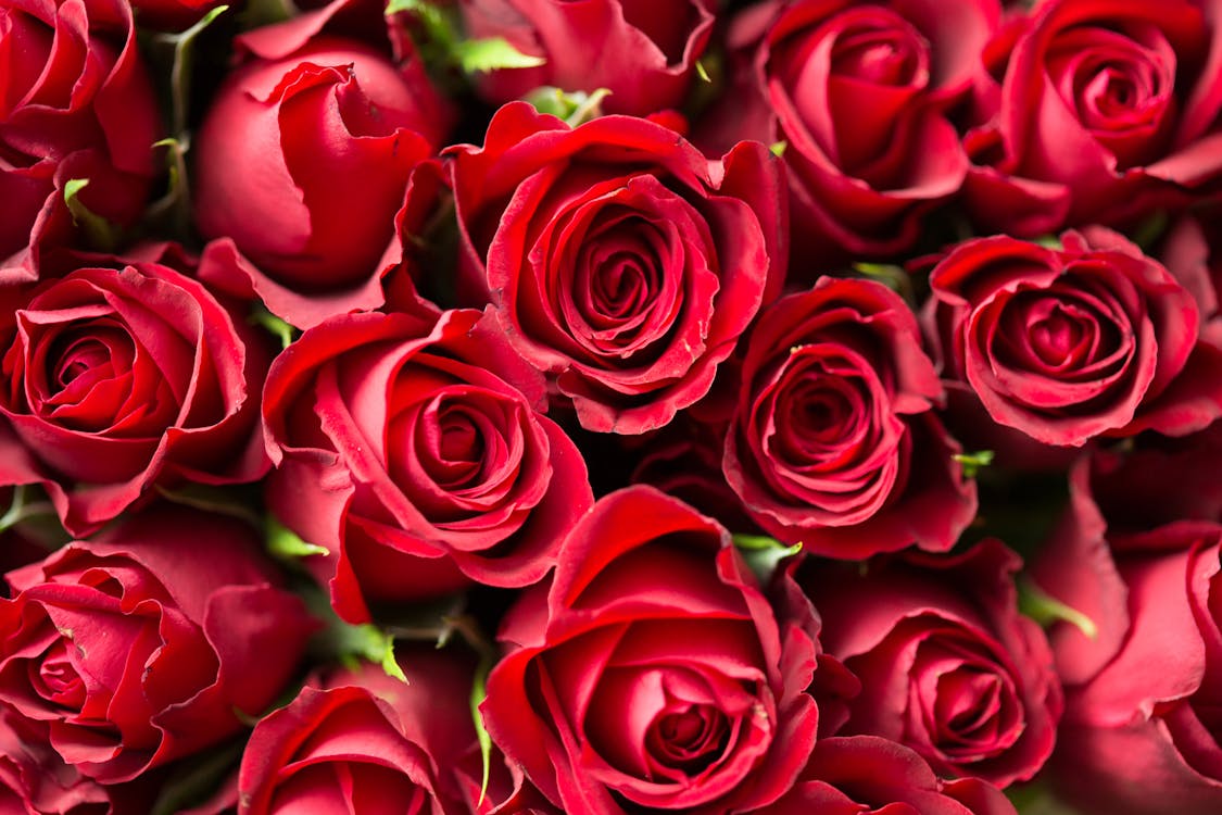 A bunch of red roses