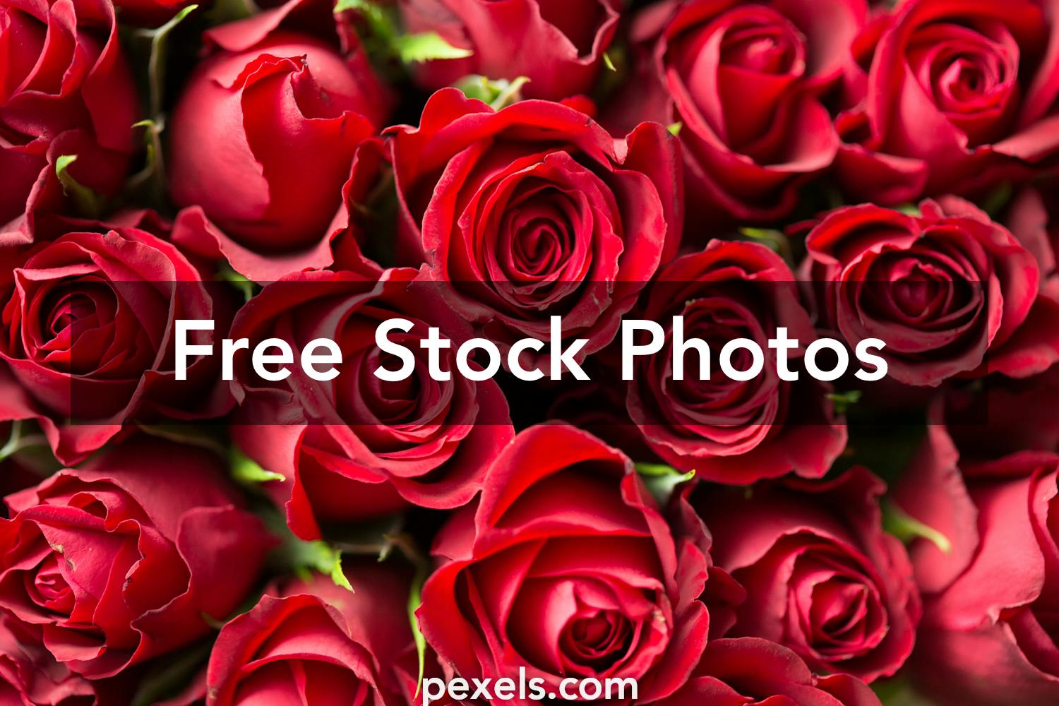 Rose Day Photos, Download The BEST Free Rose Day Stock Photos & HD Images