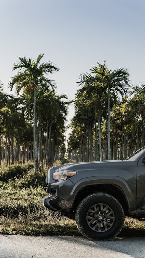 Front of Toyota Tacoma Pickup Truck on the Road Next to an Palm Tree Orchard