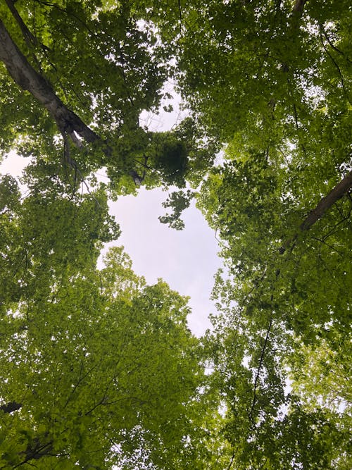 Shrubs on Trees in a Forest 