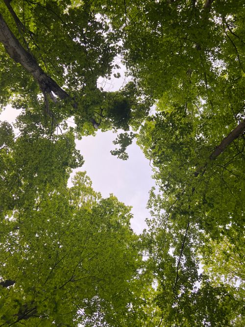 Free Upward view of a green forest canopy creating a natural frame in Markham, Canada. Stock Photo