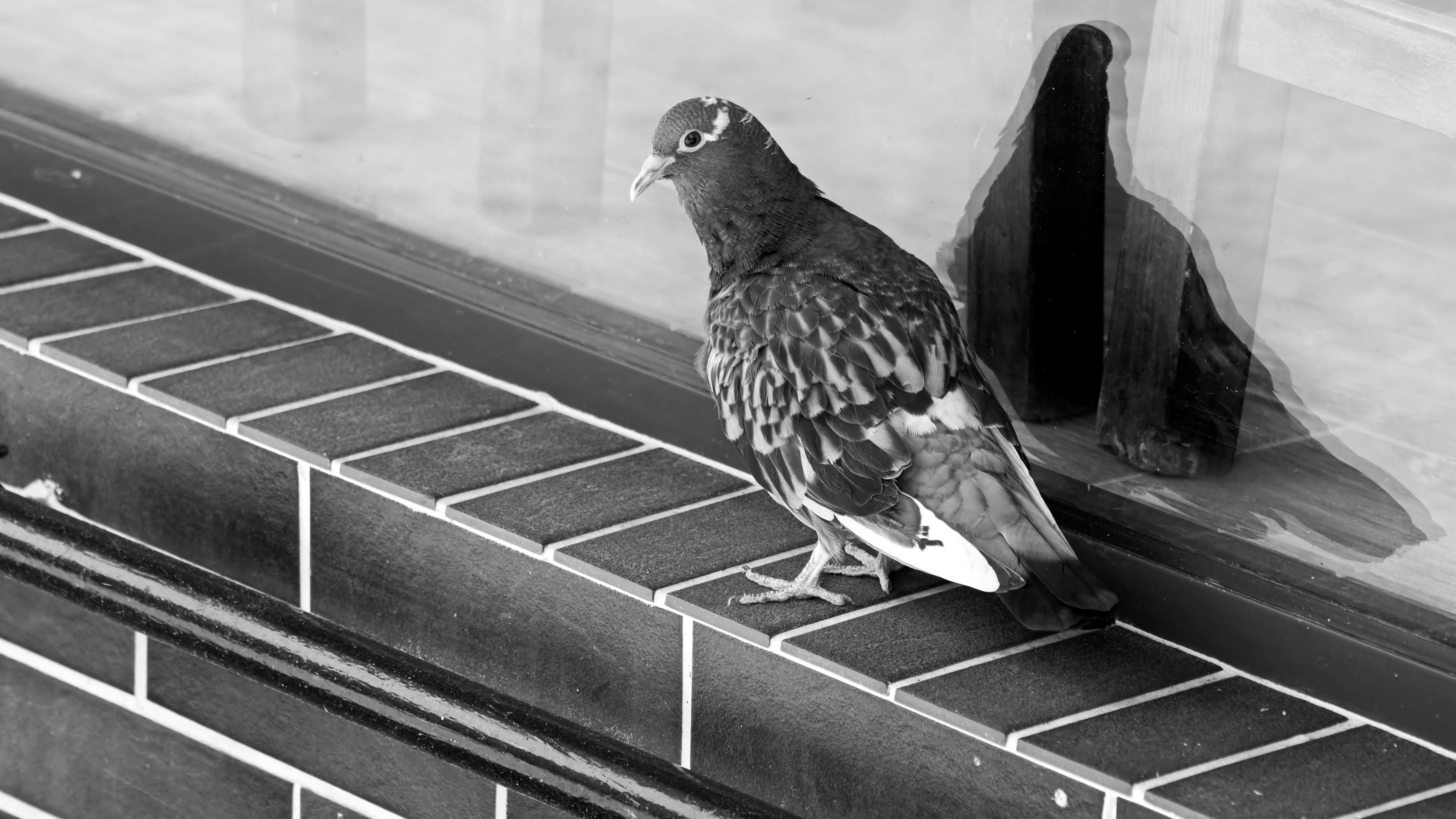 Free stock photo of bird, black and white, dove near a window glass