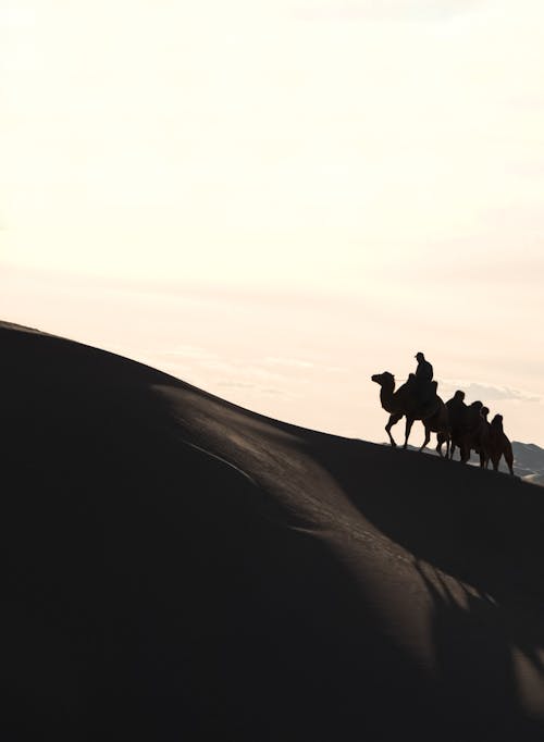 Man Riding Camels on Desert Hill