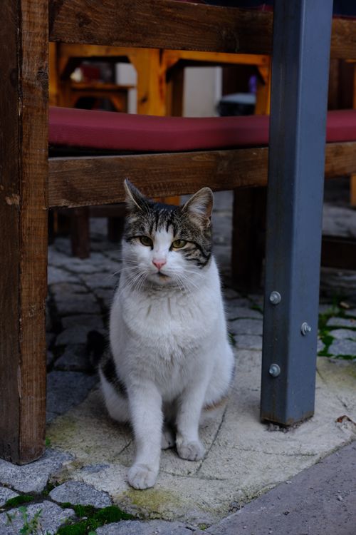 Free Cute domestic cat sitting outdoors under a wooden chair, showcasing its playful and relaxed demeanor. Stock Photo