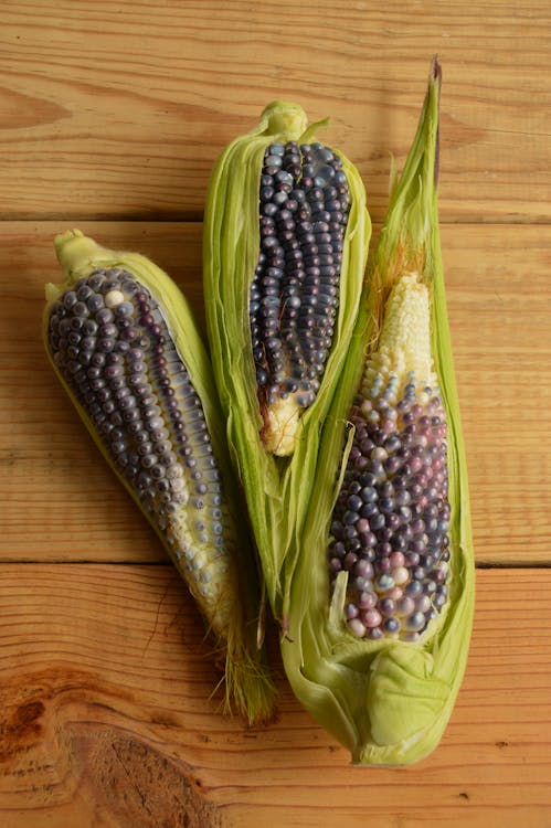Free Three Green Corns Stock Photo