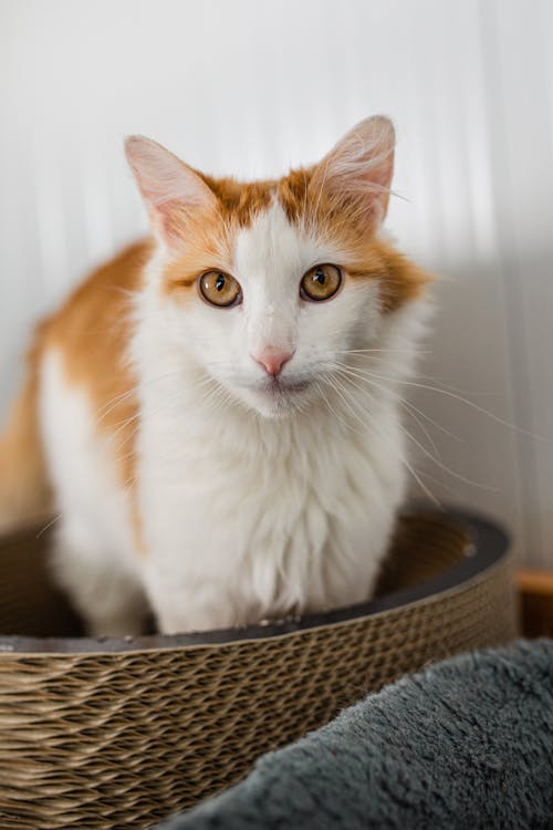 Photo of a White and Orange Cat