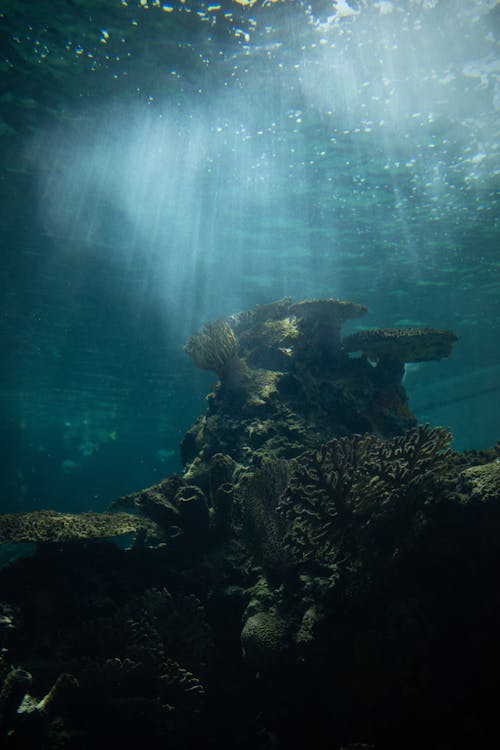 Fotos de stock gratuitas de arrecife, bajo el agua, buceando