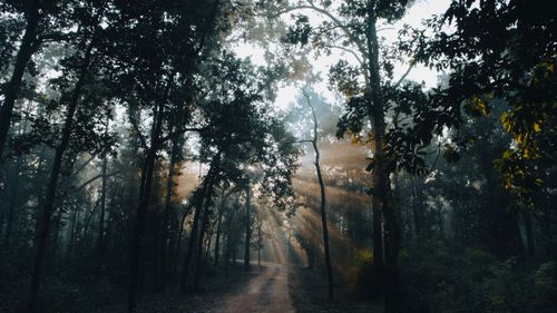 Free A mesmerizing forest scene with sunbeams filtering through trees, creating an ethereal feel. Stock Photo