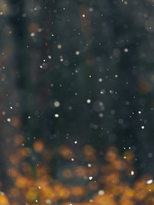 Darmowe zdjęcie z galerii z bokeh, jesień las, las