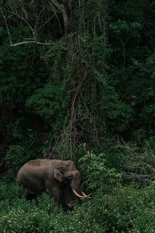 Free Majestic elephant wandering through vibrant jungle greenery, showcasing wildlife in its natural habitat. Stock Photo