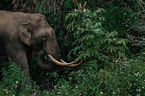 動物, 大象, 天性 的 免费素材图片