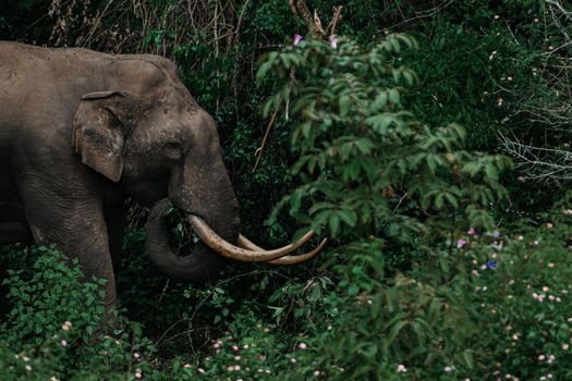 A wild elephant with large tusks navigates through dense jungle foliage, captured in natural light.