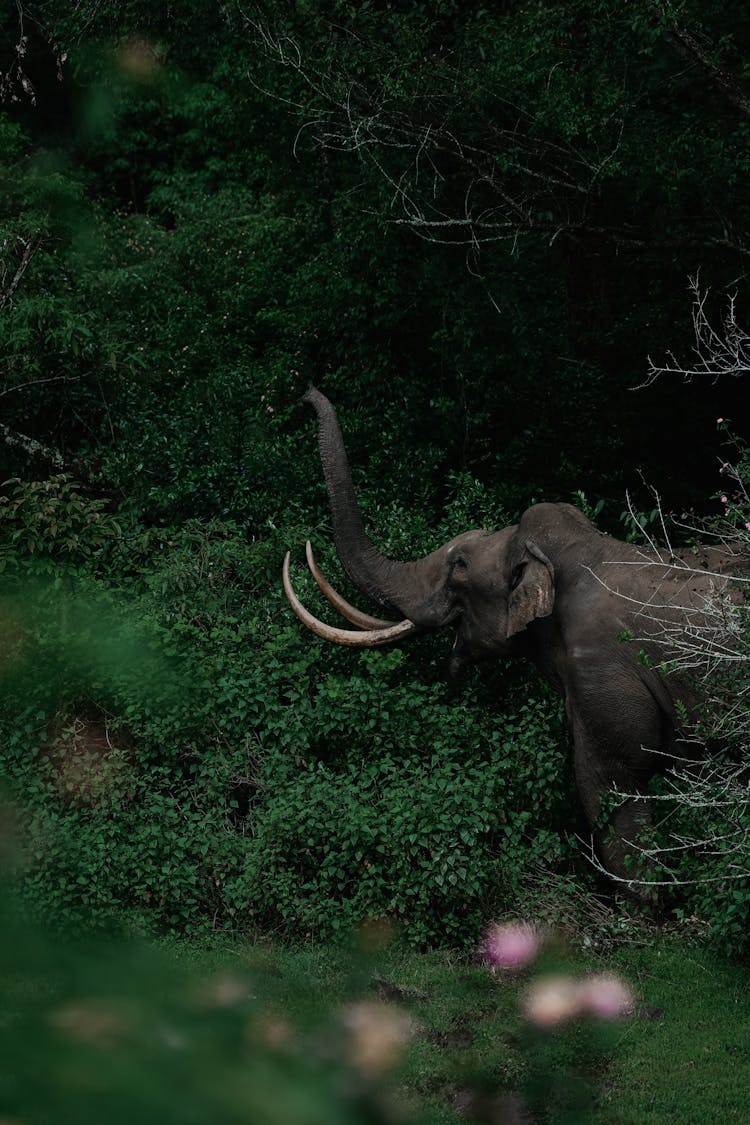 Close Up Of An Elephant Honking His Horn