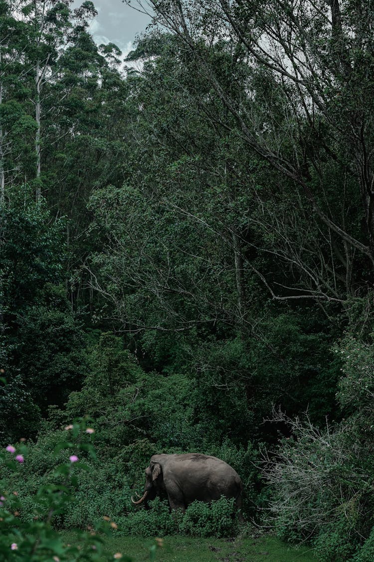 Elephant In Forest