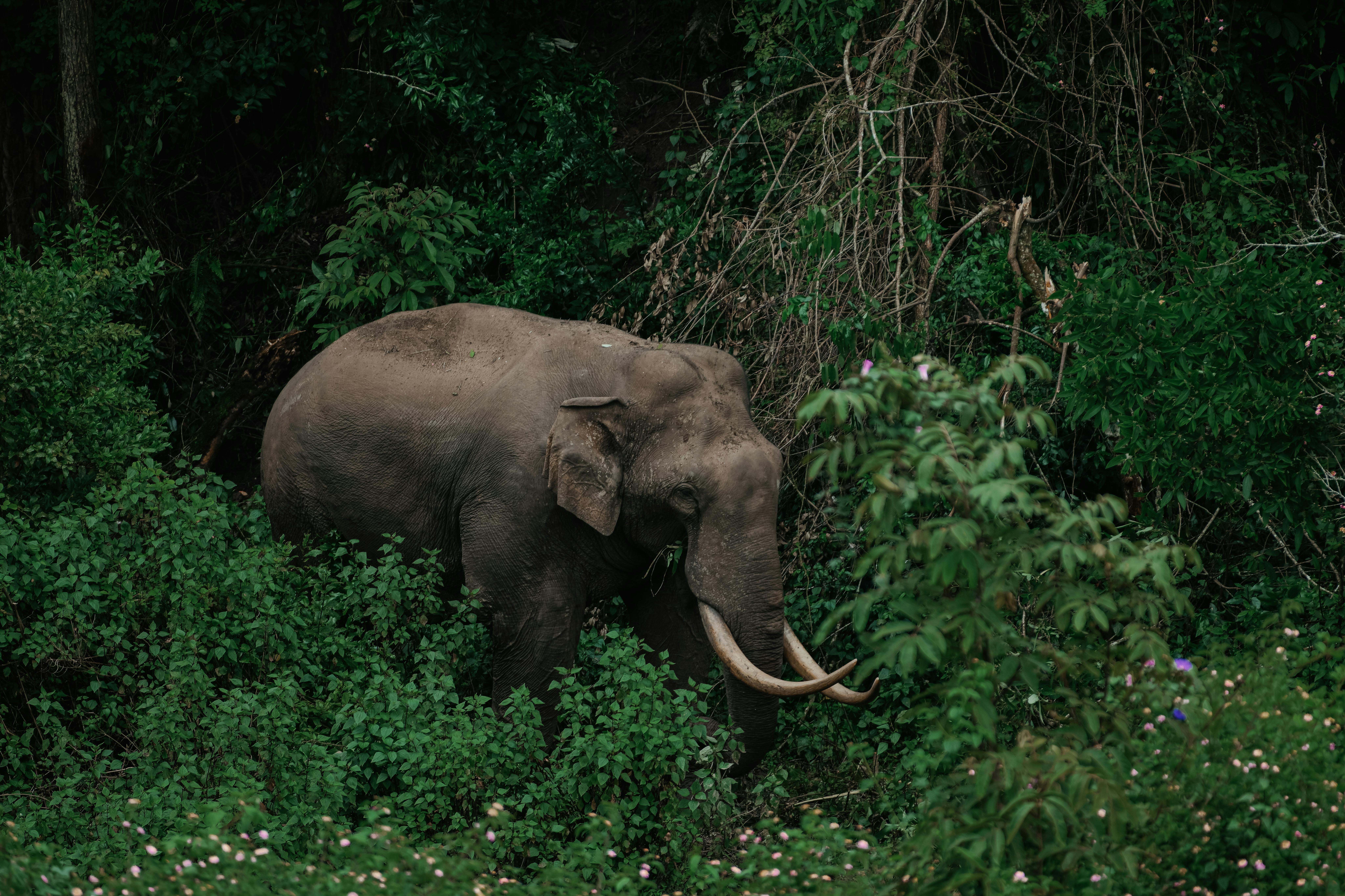Tripura's Natural Heritage: Exploring the Untamed Beauty of Sepahijala Wildlife Sanctuary