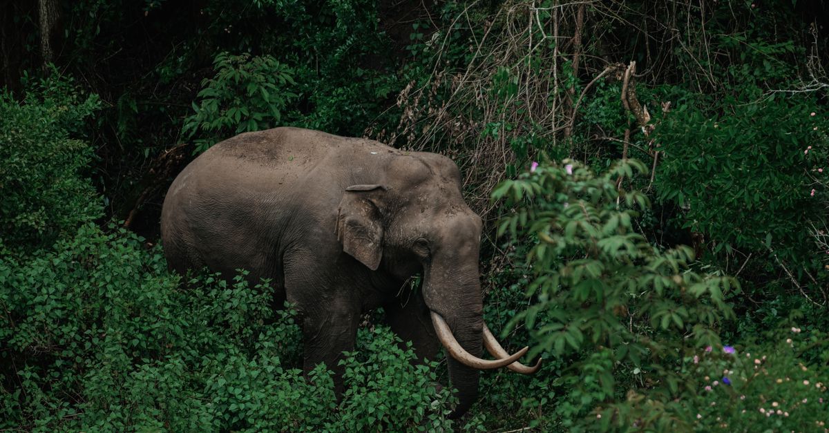Tripura's Natural Heritage: Exploring the Untamed Beauty of Sepahijala Wildlife Sanctuary