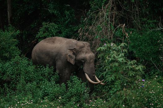 Majestic elephant captured in dense rainforest greenery, showcasing wildlife in its natural habitat.