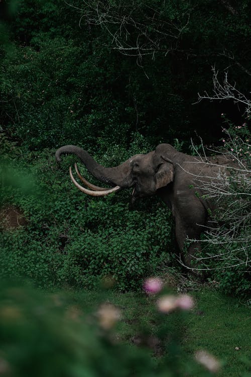 Ingyenes stockfotó állatfotók, dudál, elefánt témában