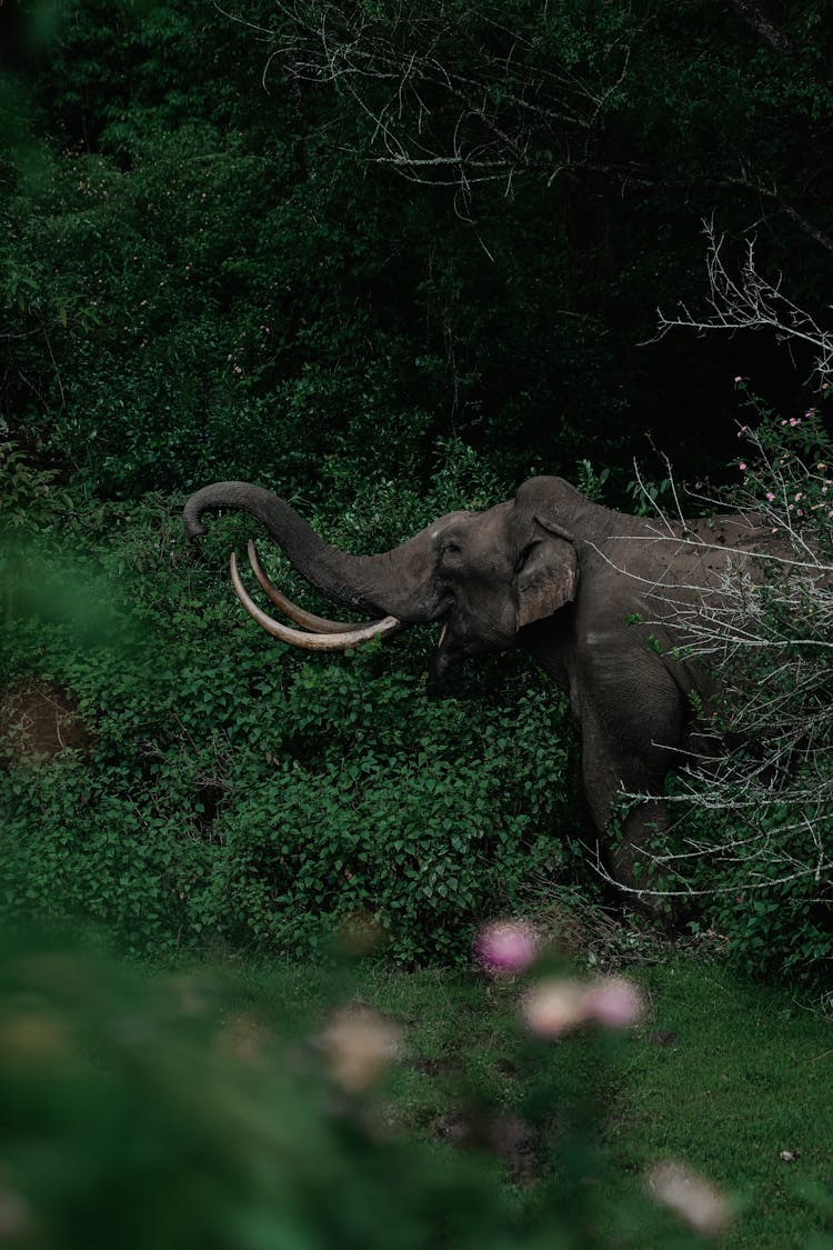 Elephant Honking His Horn