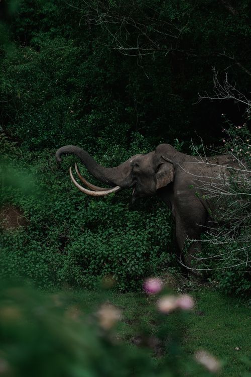 Free Wild elephant with tusks amidst verdant jungle, illustrating nature's beauty and wildlife. Stock Photo