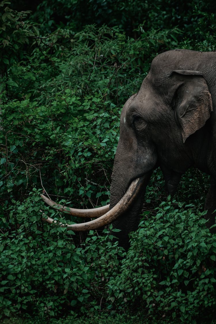 Close Up Of An Elephants Horn