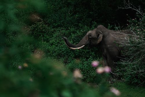 Free Elegant elephant gracefully moving through dense green foliage in the wilderness, showcasing natural beauty. Stock Photo