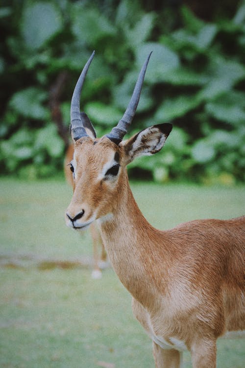Photos gratuites de antilope, bois, clairière