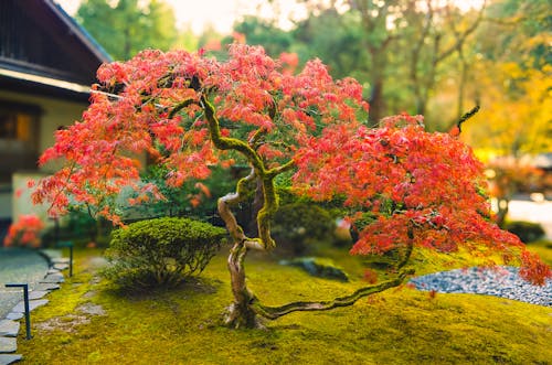Japanese garden Portland Oregon 