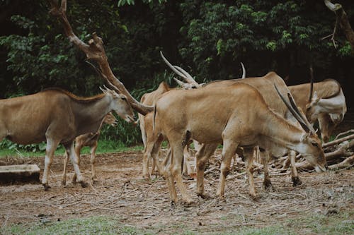 Kostenloses Stock Foto zu antelopes, bäume, feld
