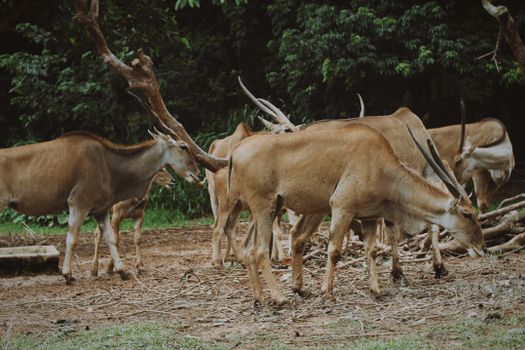 A group of antelopes with impressive horns grazing in a natural wildlife setting.