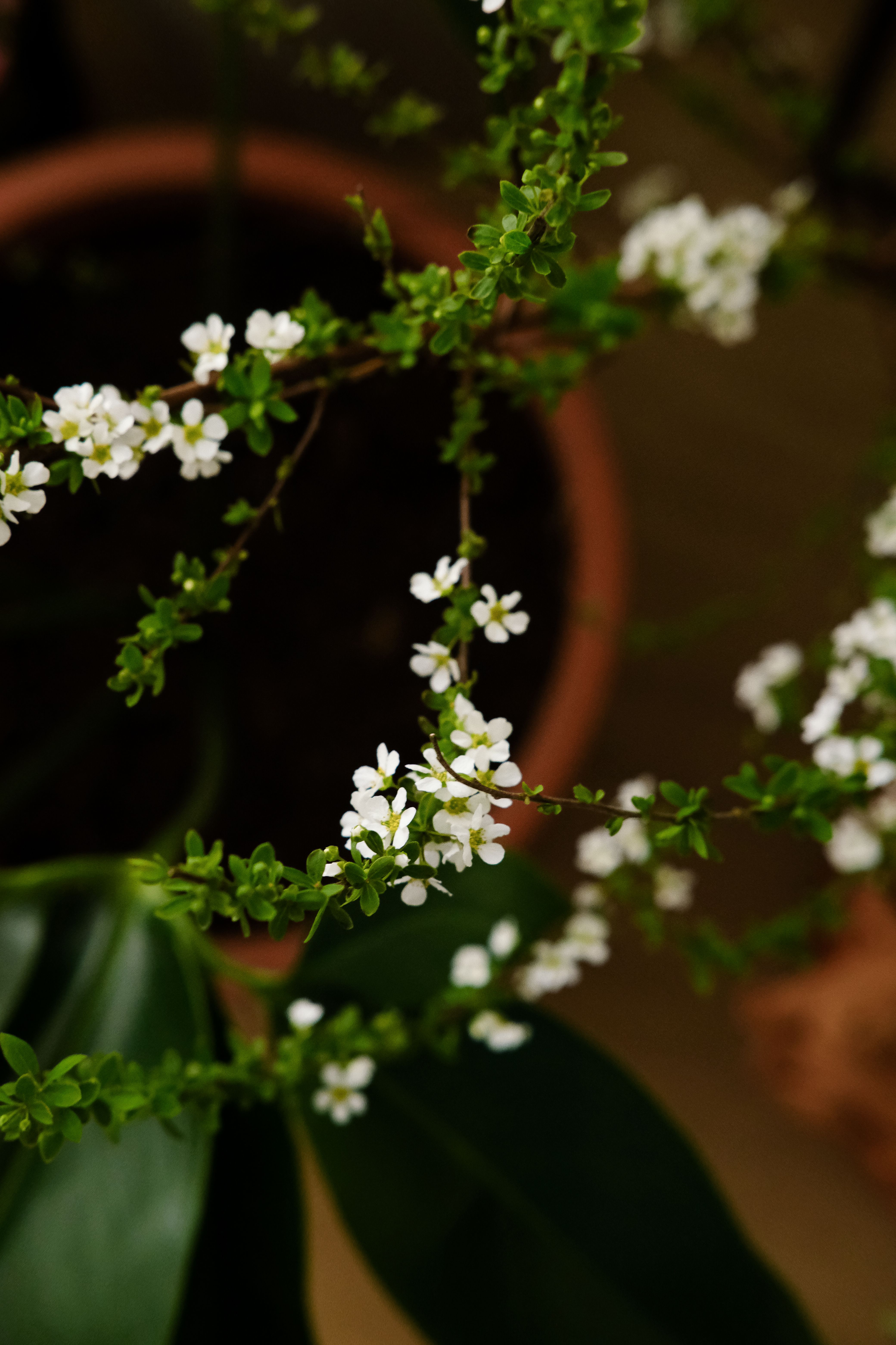 Close-up of a Plant with Tiny White Flowers · Free Stock Photo