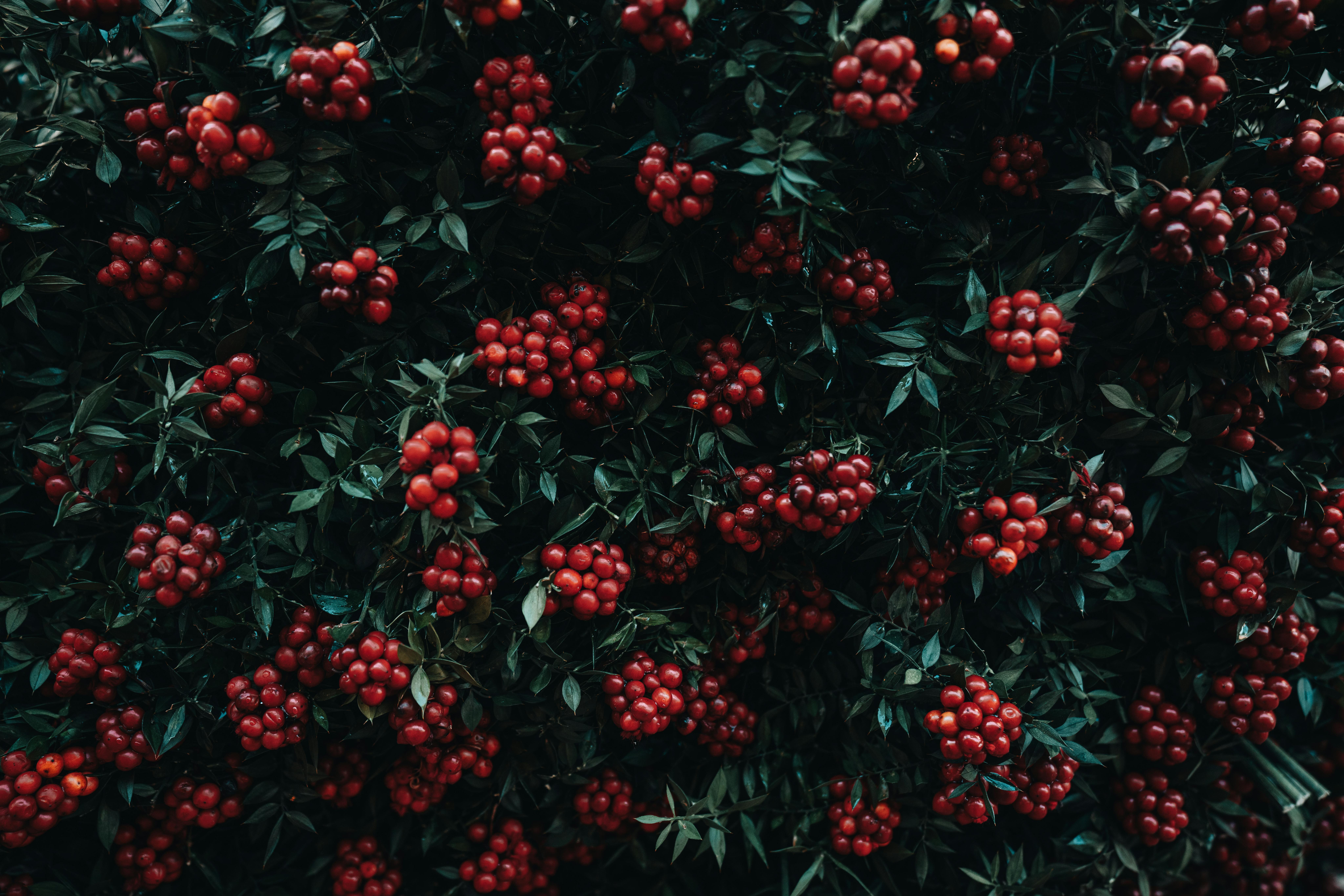 Practical Dietary Recommendations