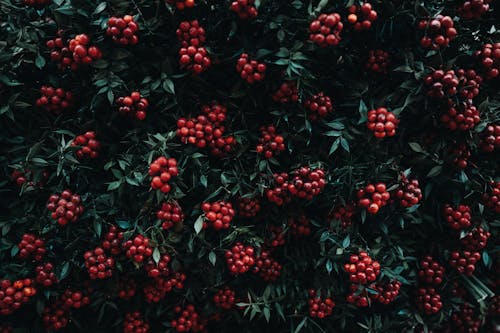 Shrub with Bunches of Rowan Fruit