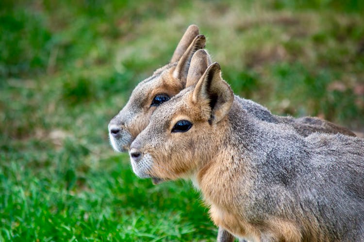 Close-up Of Patagonian Maras On A Grass Field 