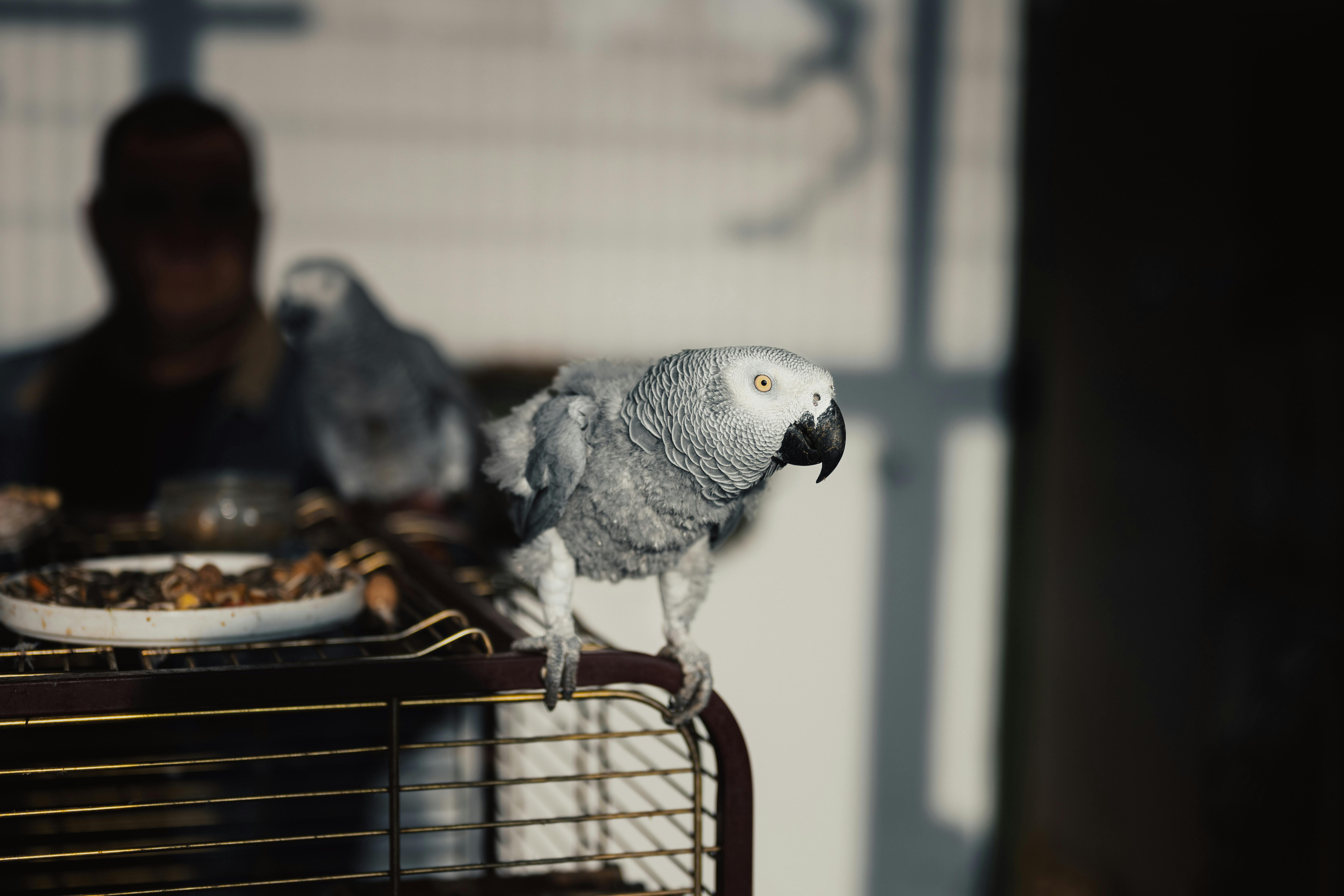 Secure the Best Pet Insurance for Parrots UK 2026