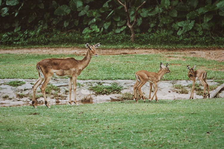 Photo Of An Adult And Baby Impalas In A Park 