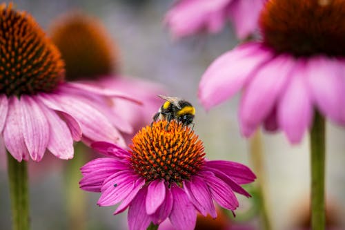 Fotos de stock gratuitas de abejorro, disparo macro, flor